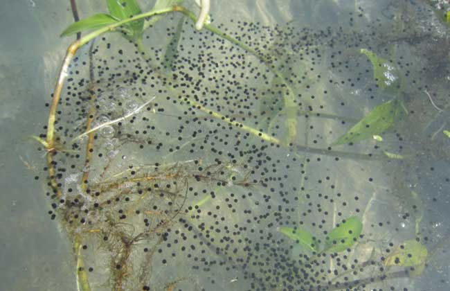 2.蝌蚪窝泡妞技巧，脱单攻略，快速吸引异性，成为情场赢家