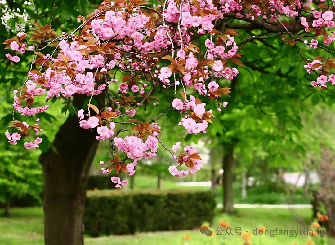 青青草avse春意盎然花开满园，微风轻拂绿意无边，自然美景尽收眼底