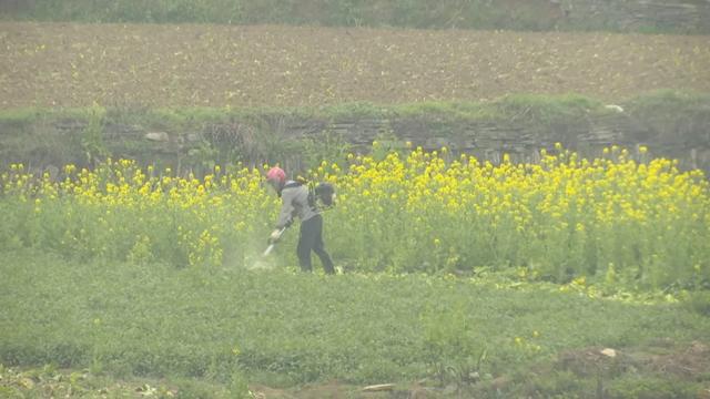 青草视频1清新自然治愈系乡村风景田园生活慢节奏放松心灵