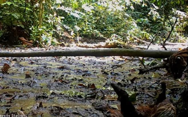 2.公狼粗大挺进身体视频浜，野外实拍罕见画面，狼群交配全过程曝光