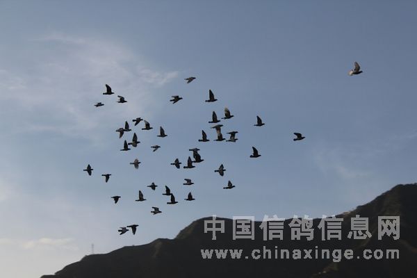 大黑人传奇故事 坚韧不拔 奋斗不息 成就非凡人生