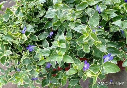 1.亚洲青青草绽放自然之美