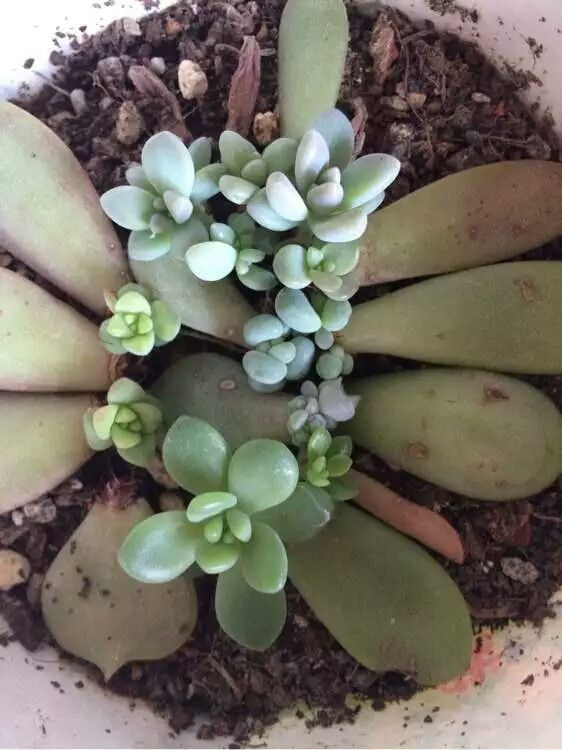 撸撸干撸撸草养护秘籍，轻松打理，告别烦恼，快速上手