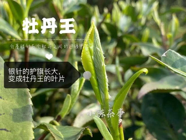 三级毛片a一级特级免费在线观看，高清无码视频资源，最新热门成人影片下载