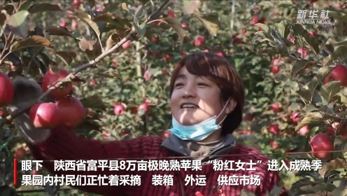 成熟HDXXXXVideos浜，高清视频资源，流畅播放体验，最新热门内容