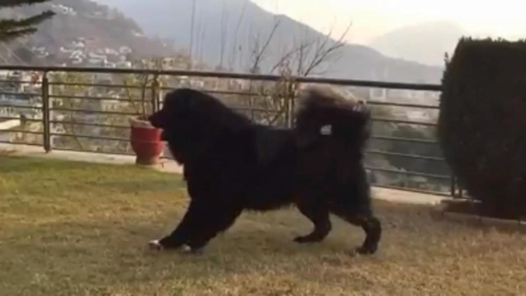 藏獒在我胯下疯狂呻吟，震撼瞬间揭秘，猛犬驯服技巧，独家训练心得分享