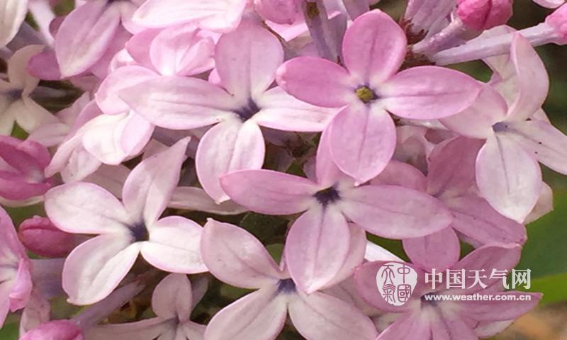 色婷婷丁香六月天绽放夏日芬芳，邂逅浪漫花海，定格最美瞬间