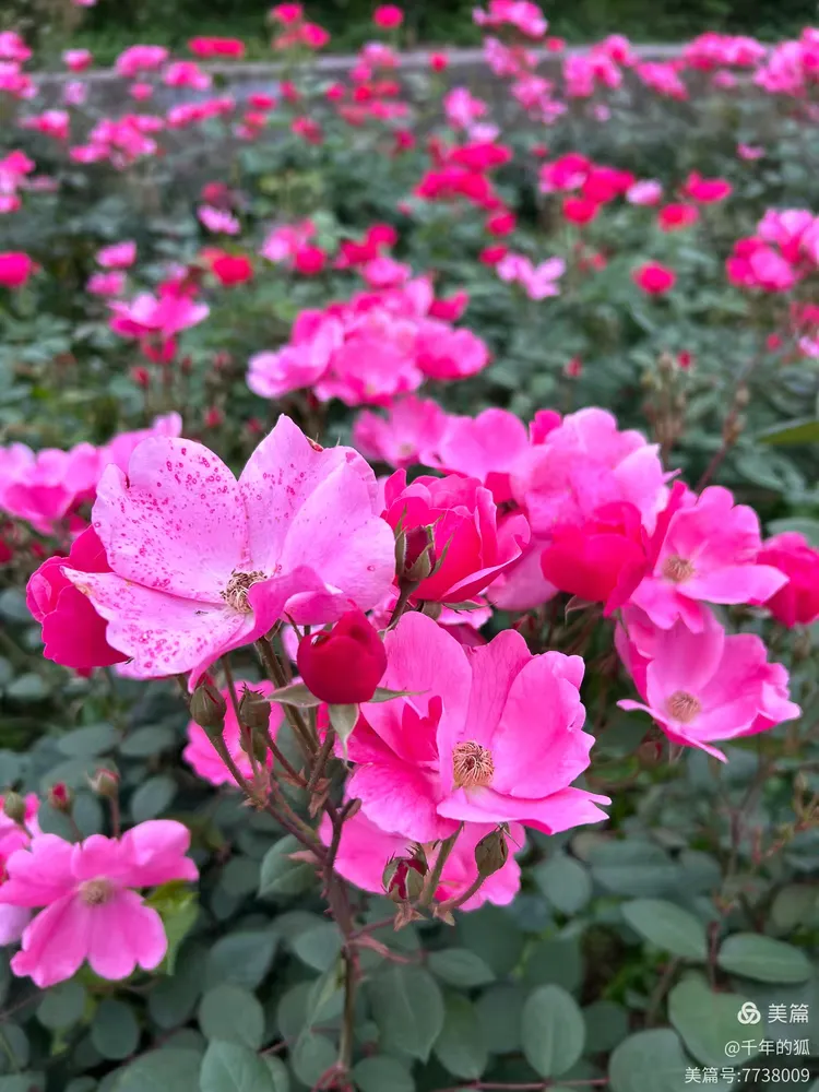 2.色婷婷丁香五月婷婷,芬芳满园,春日浪漫绽放,醉人花香随风飘散