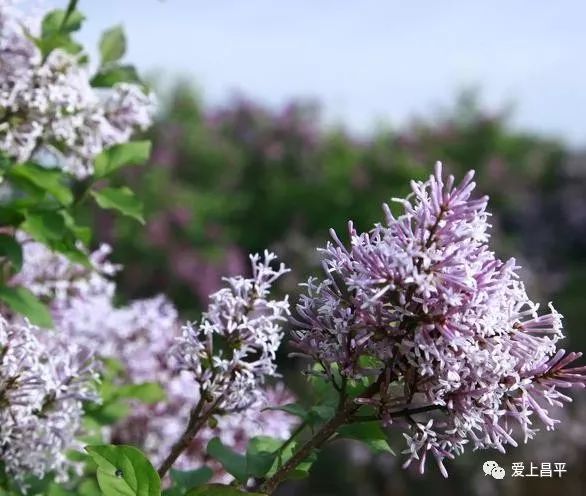5月丁香字幕组久久绽放芬芳