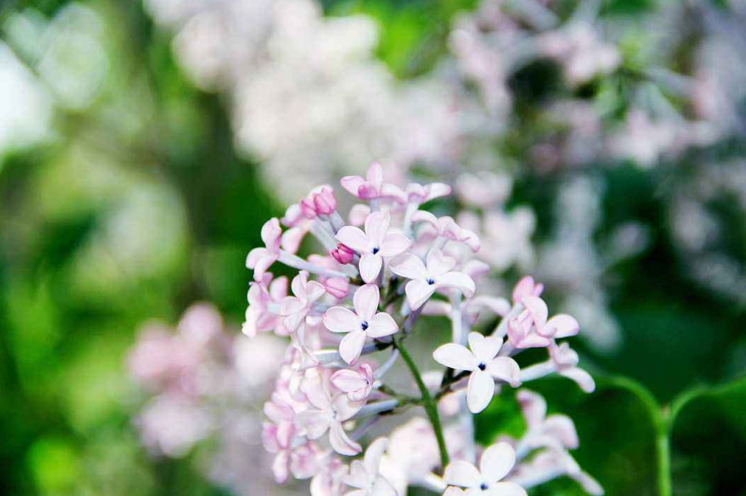 六月丁香芬芳绽放中文诗意季节