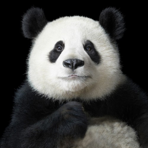熊猫一级毛片免费播放高清资源，最新熊猫视频合集，在线观看无需注册