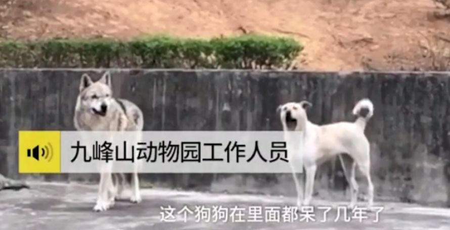 女人与公狼交配视频v1浜震撼曝光，真实记录罕见画面，揭秘自然界神秘行为