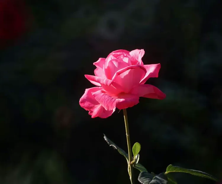 2.狠狠爱婷婷爱丁香五月，浪漫芬芳，心动瞬间，永恒誓言