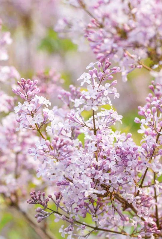 丁香花无码免费高清不卡视频绽放绝美瞬间，撩动心弦，尽享视觉盛宴