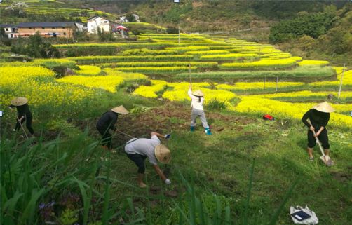 3.探索国产青青草的生长特性，经济价值，未来趋势