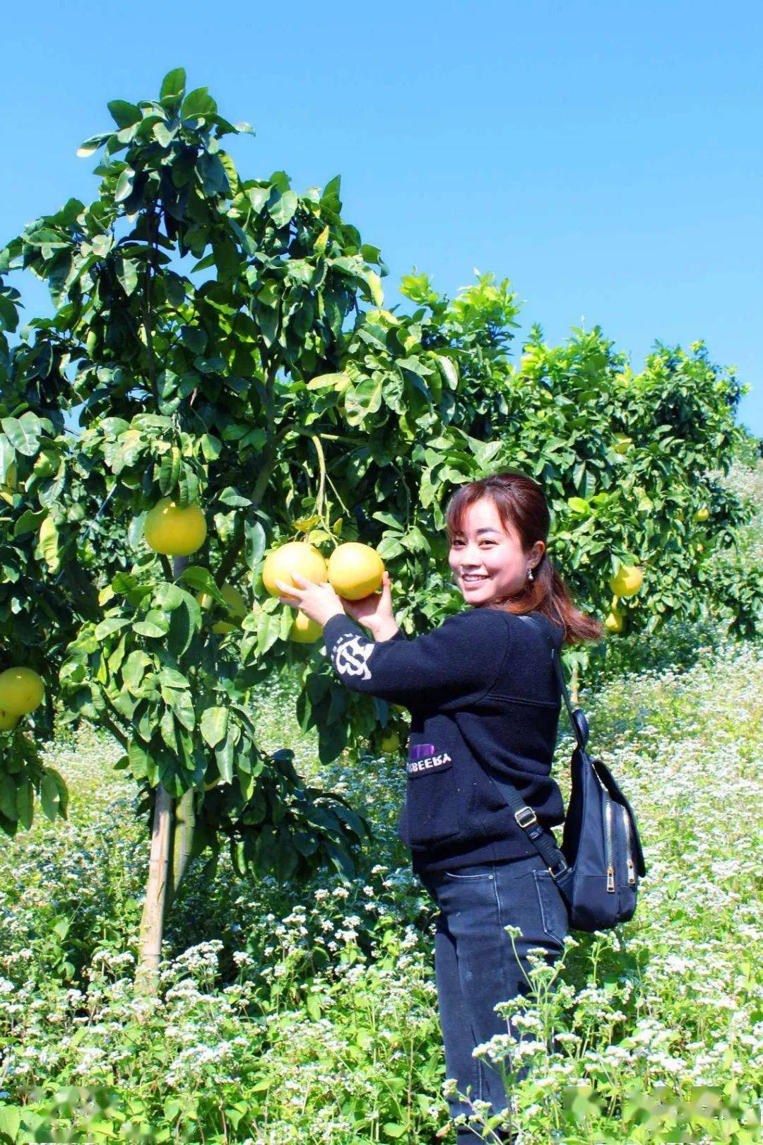 金桔AV丰收季金灿灿果实挂满枝头，甜蜜多汁惹人爱，采摘正当时
