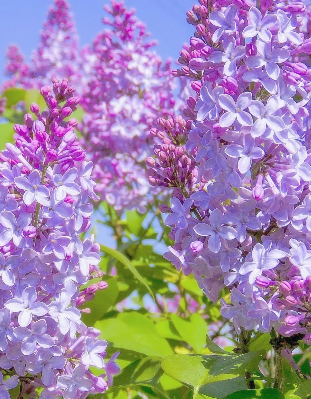 1.伊伊丁香久久绽放芬芳永恒之美