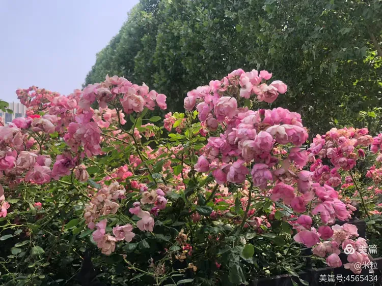 六月丁香深爱婷婷绽放盛夏芬芳，花香满园，情意绵长醉人心