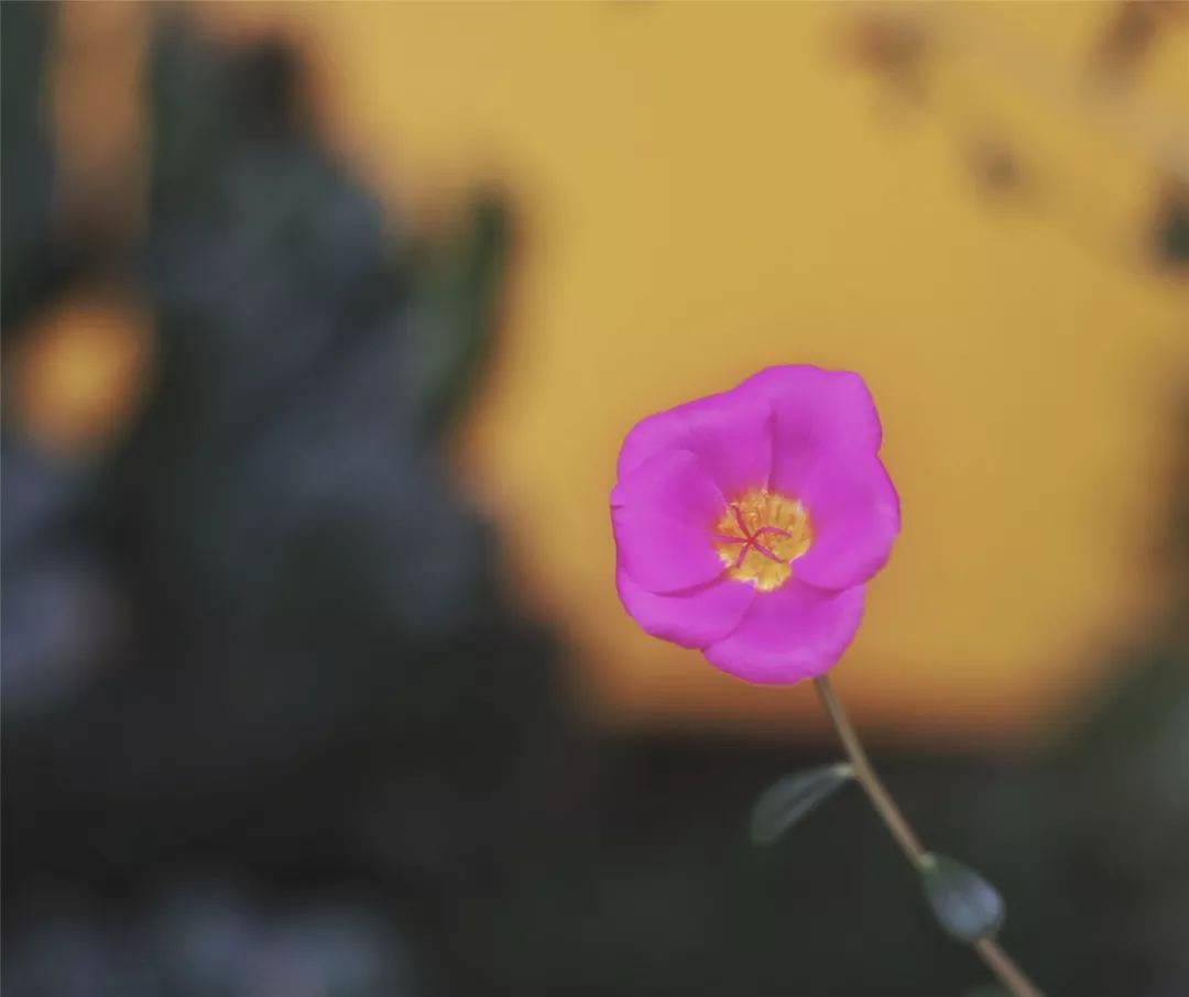 毛片动物与人和谐共处的奇妙世界，探索自然奥秘，感受生命之美