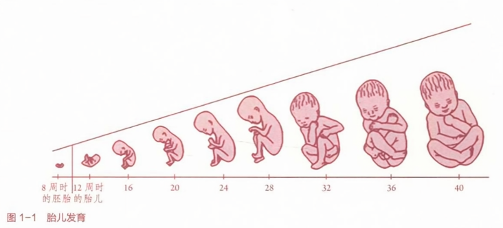 孕妇xxxbx孕期营养指南，健康饮食建议，胎儿发育关键阶段