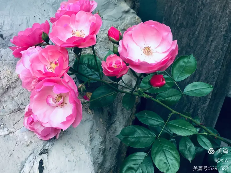 嫩苞初绽春意盎然，花开满园芬芳四溢，静待佳期绽放华彩