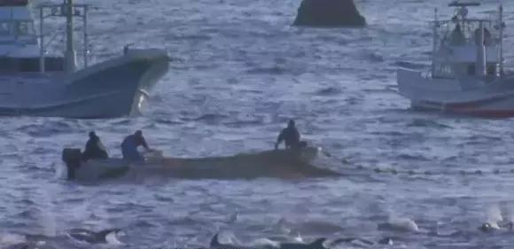 人牲视频免费浜震撼曝光，全网独家资源，高清无码免费下载