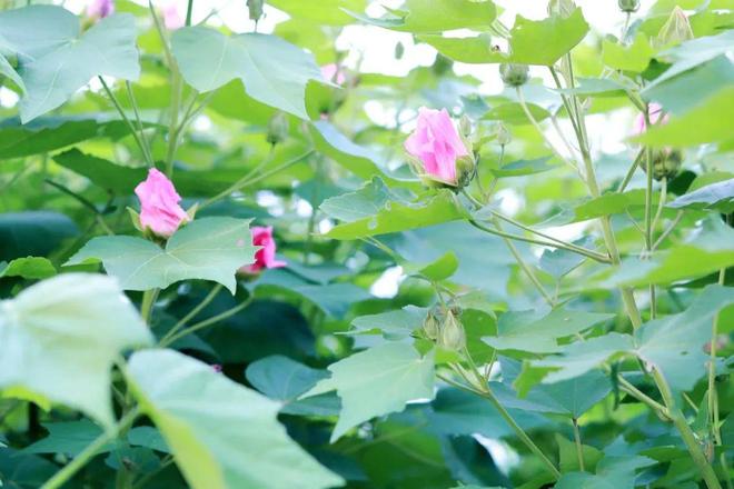 5月丁香亚洲综合网绽放芬芳，探寻花语奥秘，共赏春日盛景