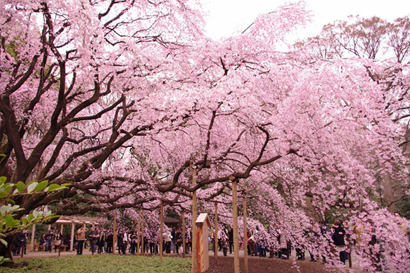 日本樱花季旅行攻略，必去景点推荐，春日赏花指南