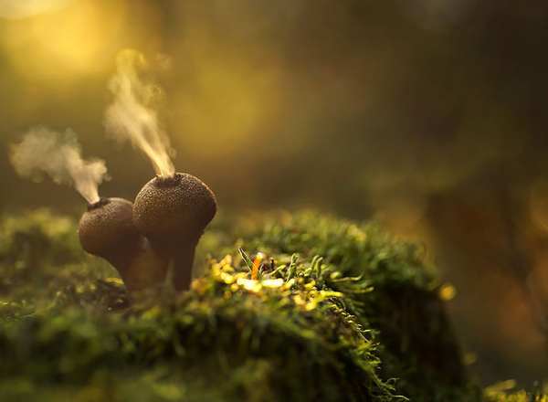 蘑菇AAAAA一级婬片揭秘，探索神秘真菌世界，了解独特生长环境与价值