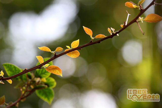 青青草最新绽放原野风光，春意盎然，绿意满园