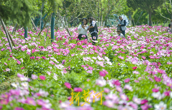 六月丁香激情久久绽放芬芳，浪漫夏日，花香四溢，久久难忘
