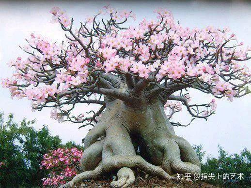 Chinese巨大粗根19cm震撼出土，千年古树现世，揭秘神秘根系生长之谜