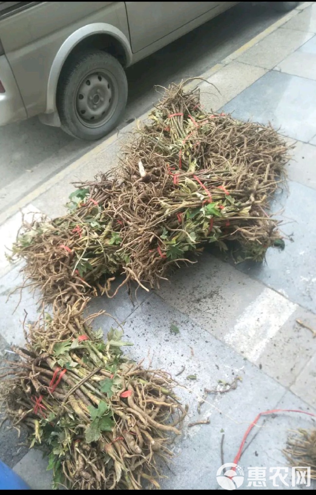通草苗多少钱一株浜，最新价格趋势，购买渠道推荐，种植技巧分享