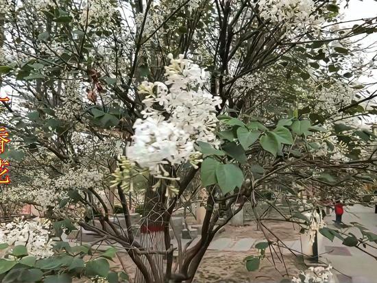 丁香花免费高清视频小说完整版在线观看，精彩剧情不容错过，快来体验