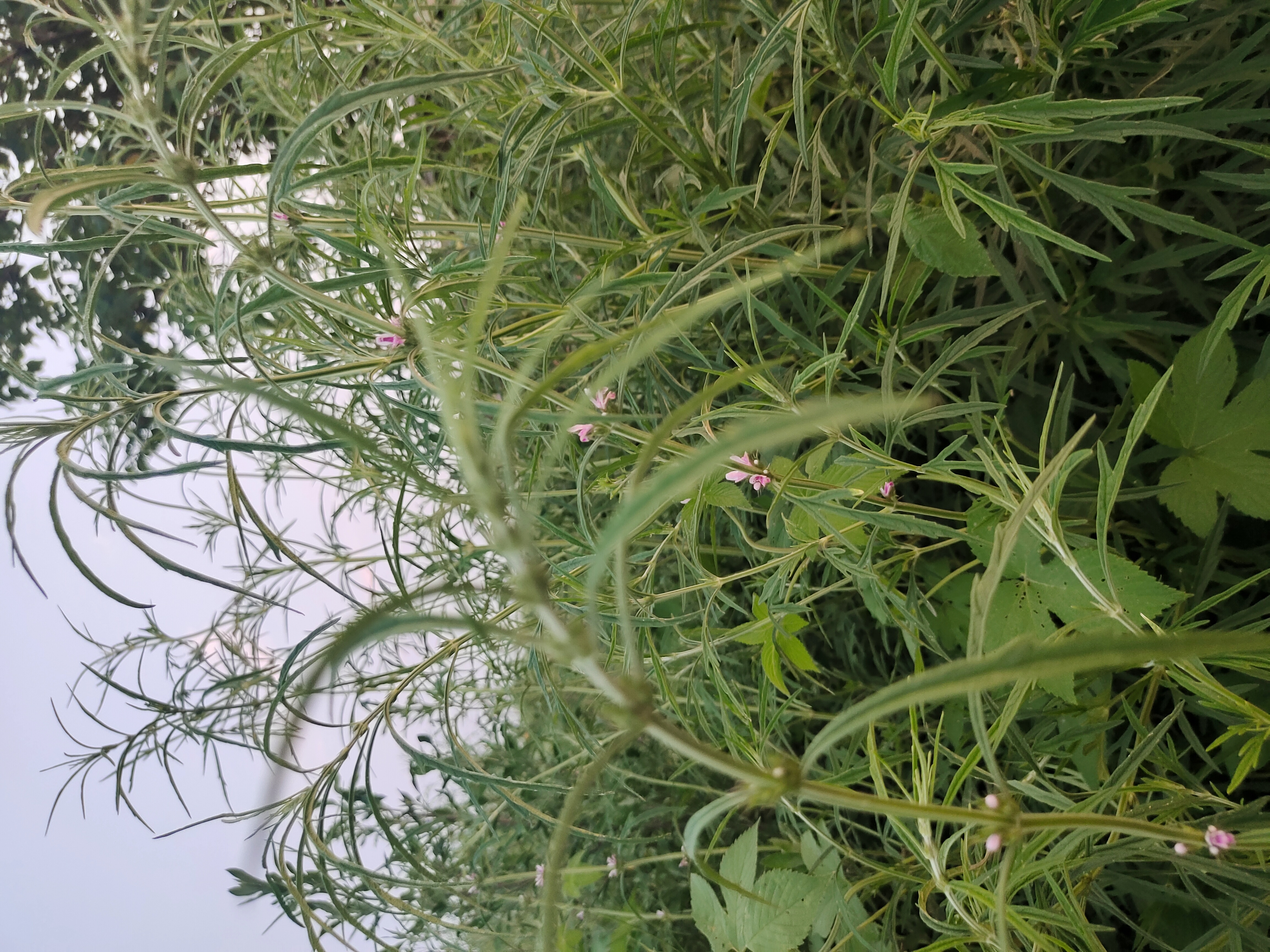 成人草www教你轻松掌握成人草www养护技巧，分享经验，提升效果