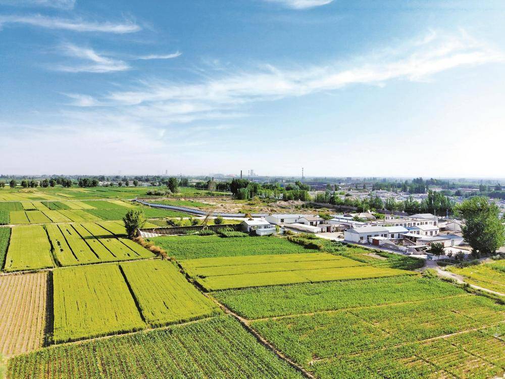 农村AA一级片丰收季，金色麦浪，幸福笑脸，乡村振兴新画卷