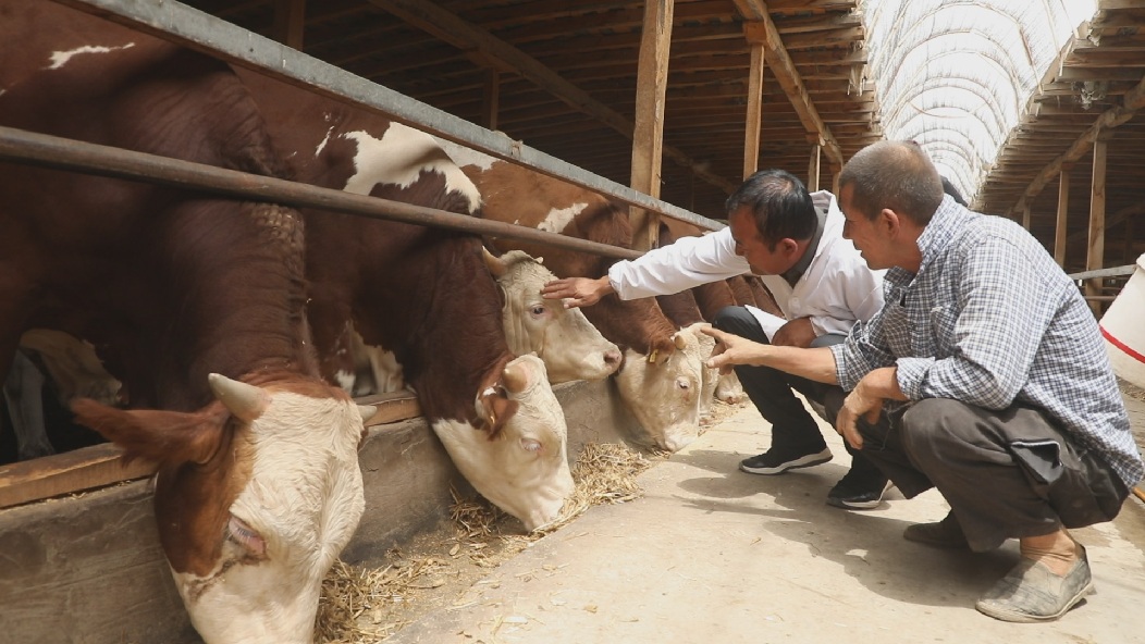 久久牲助力养殖业高效发展，提升牲畜健康，实现长久收益