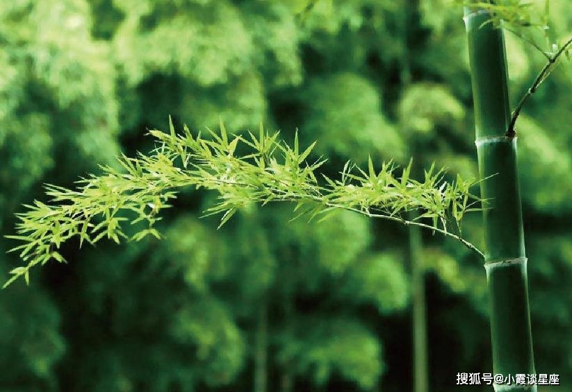青青草草草成人带来自然清新与活力