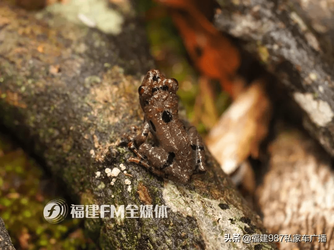 亚洲动物高清黄色图集，探索稀有物种，展现自然之美，收藏必备珍品