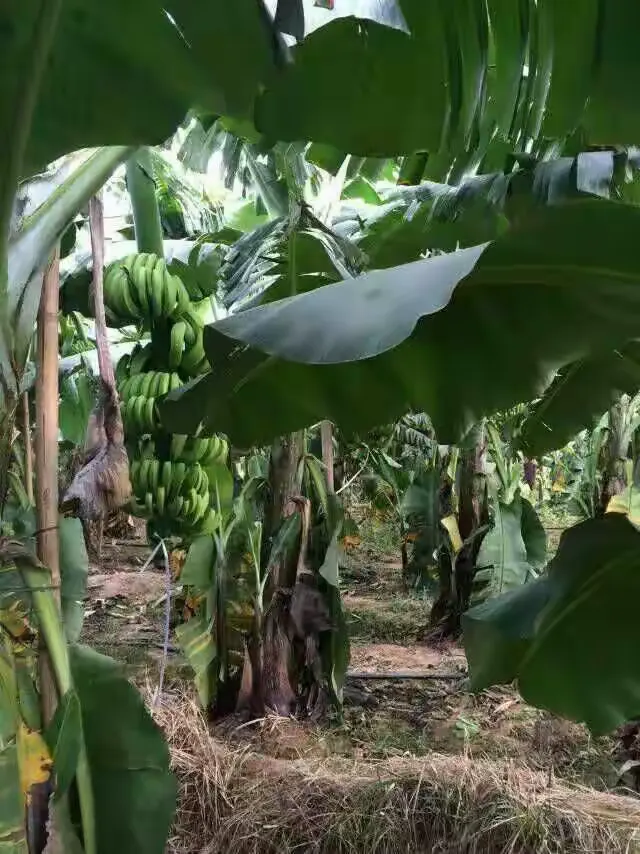 亚洲久久大香蕉的种植技巧与营养价值，了解它的健康益处，掌握选购和保存方法