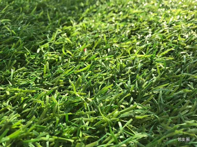 欧美一级草惊艳亮相，探索顶级草坪养护秘诀，打造完美绿色空间