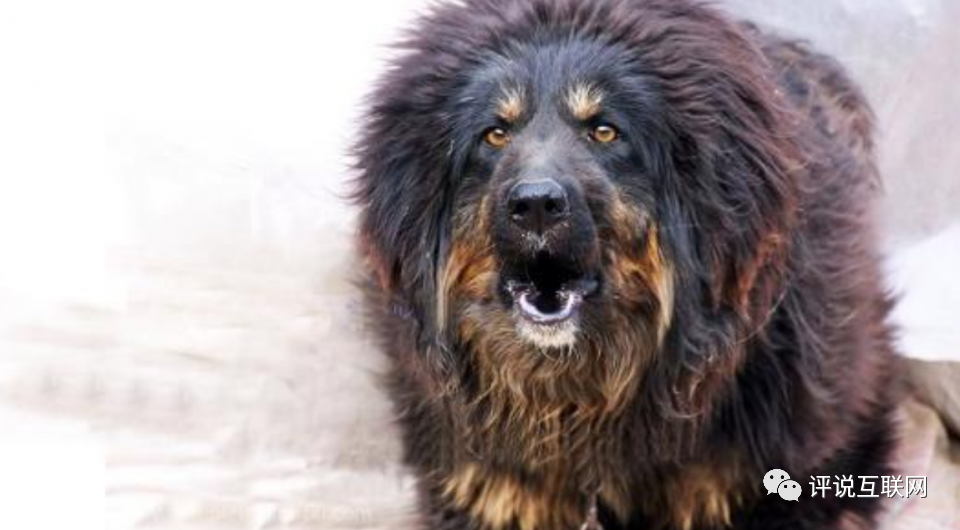 藏獒在我胯下疯狂呻吟，震撼瞬间揭秘，猛犬驯服技巧，独家训练心得分享
