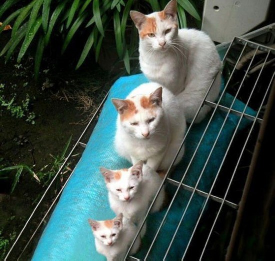 2.色猫咪视频在线网站，高清画质，萌宠日常，随时随地观看猫咪精彩瞬间