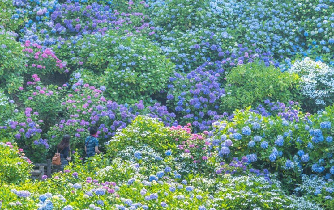 1.亚洲六月色彩缤纷的季节