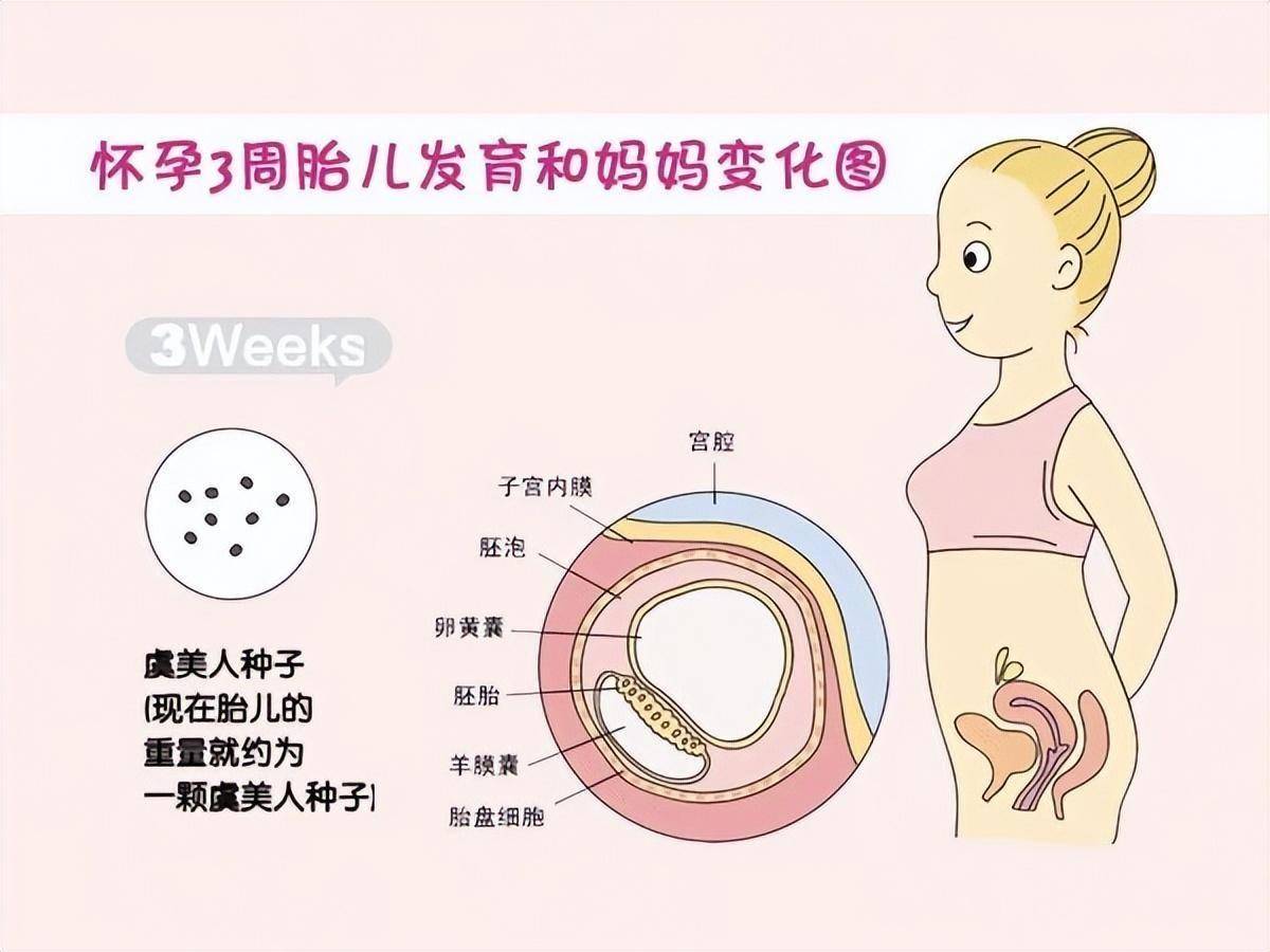 孕妇xxxbx孕期营养指南，健康饮食建议，胎儿发育关键阶段