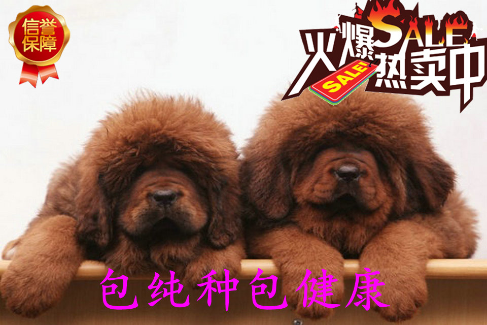 藏獒又硬又粗进去好爽浜，探索猛犬独特魅力，揭秘饲养技巧与快乐体验