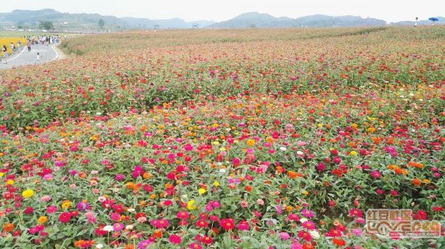 日日夜夜五月丁香精品色绽放芬芳，醉人花海，浪漫季节流连忘返