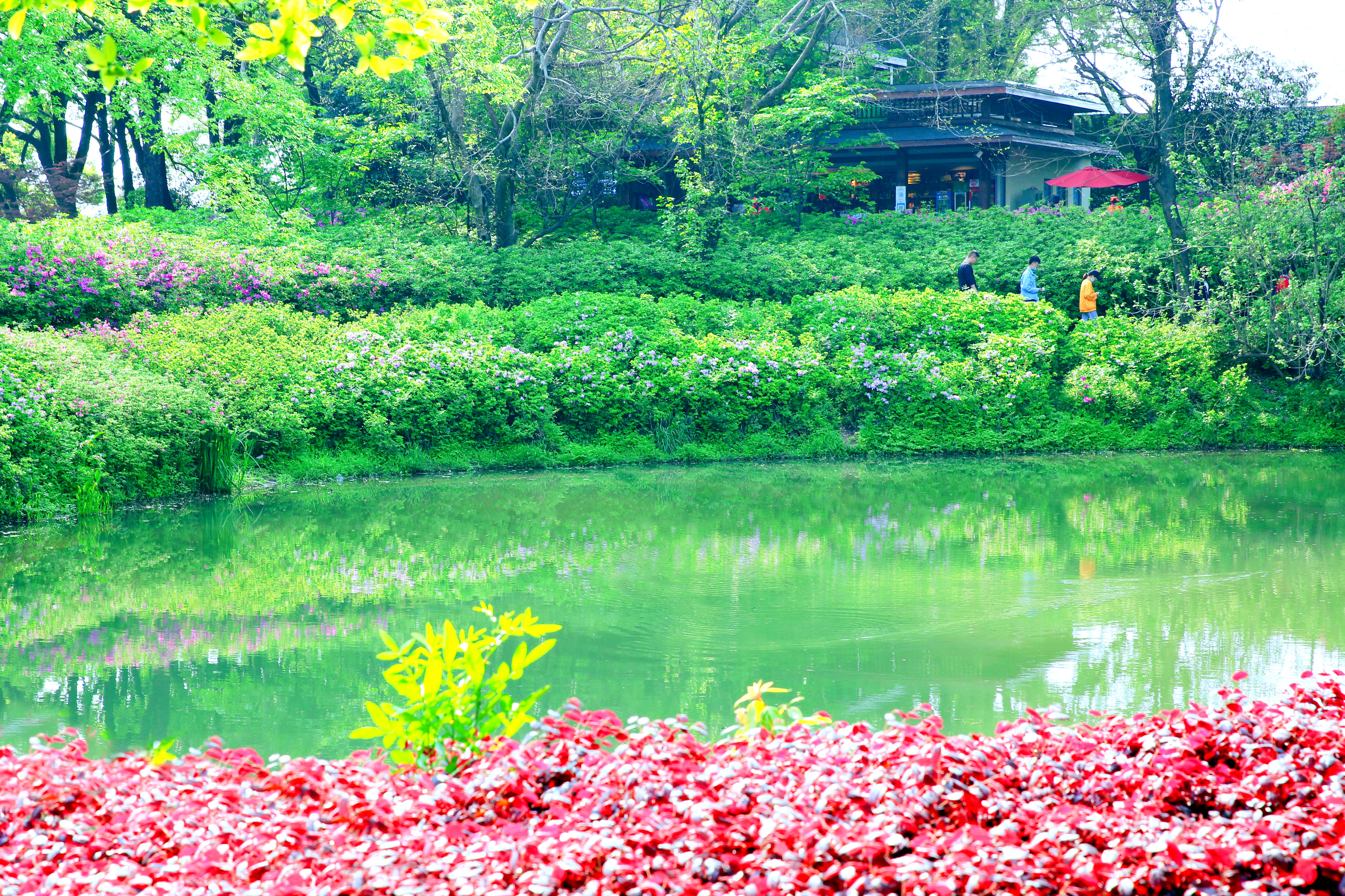 一区青青春意盎然，绿意满园风光好，踏青赏景正当时