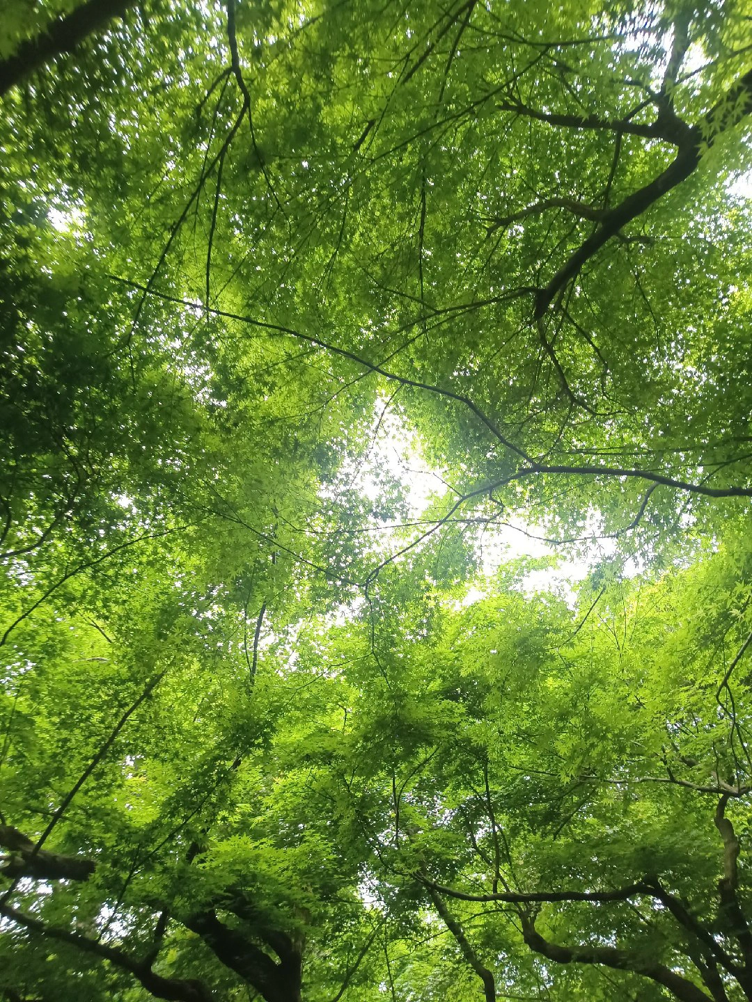 青青草久久草春意盎然，绿意绵延，自然之美尽在其中
