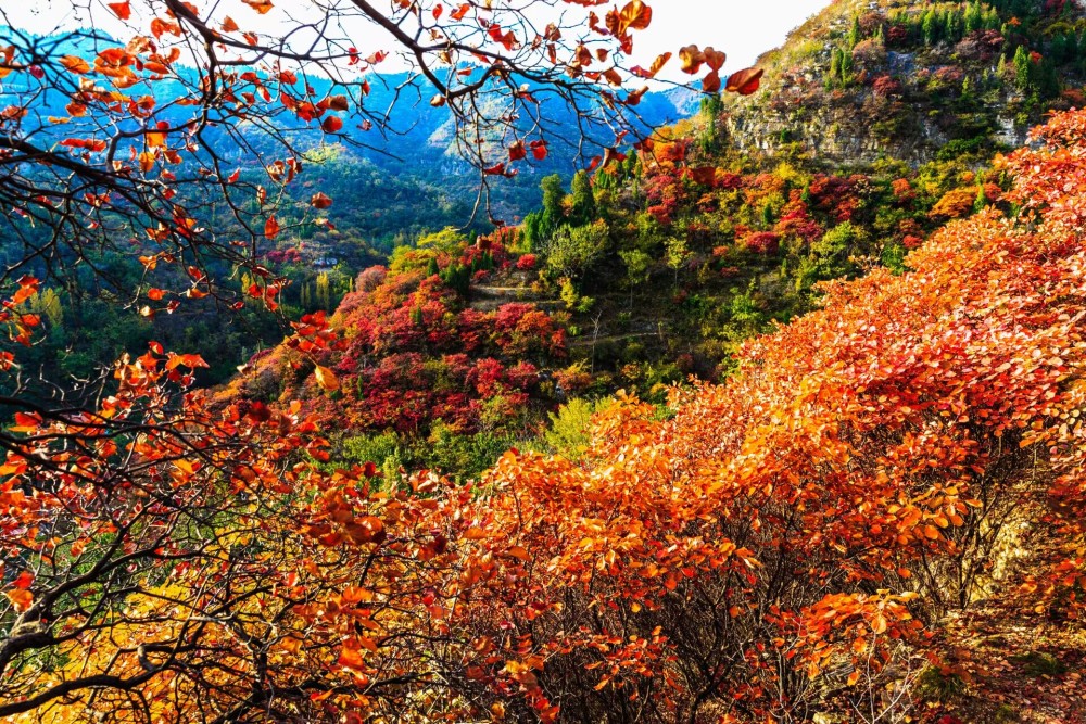 2.伊人秋色视频在线，金秋美景尽收眼底，红叶漫山如画